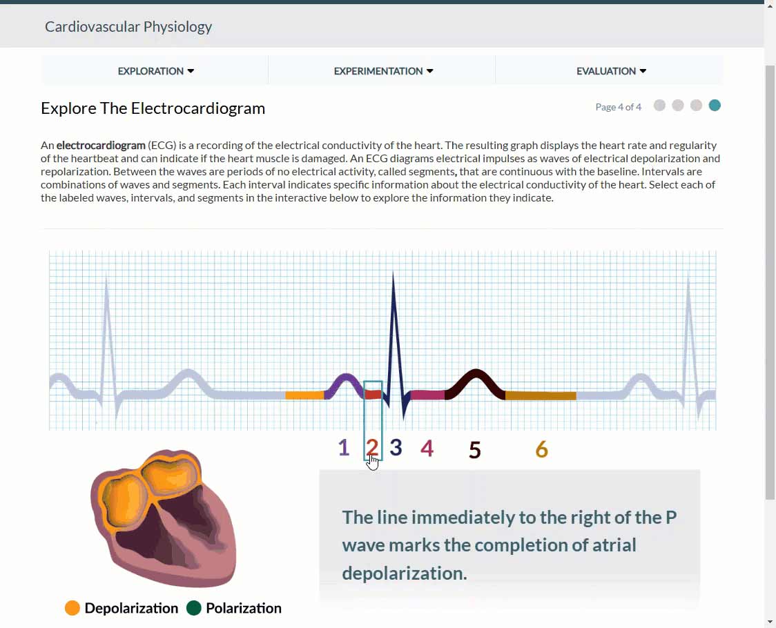 Cardiovascular Physiology Lab Includes